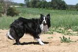 BORDER COLLIE 216